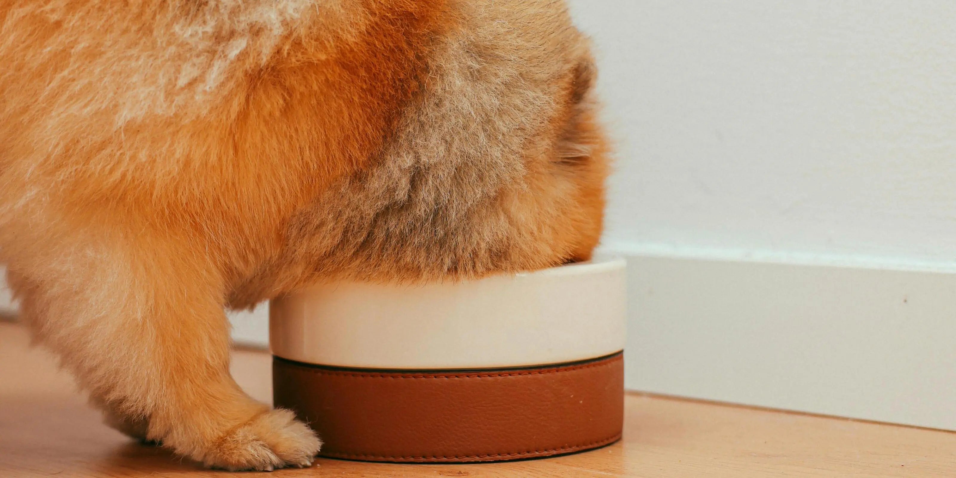 Croquettes pour chiens