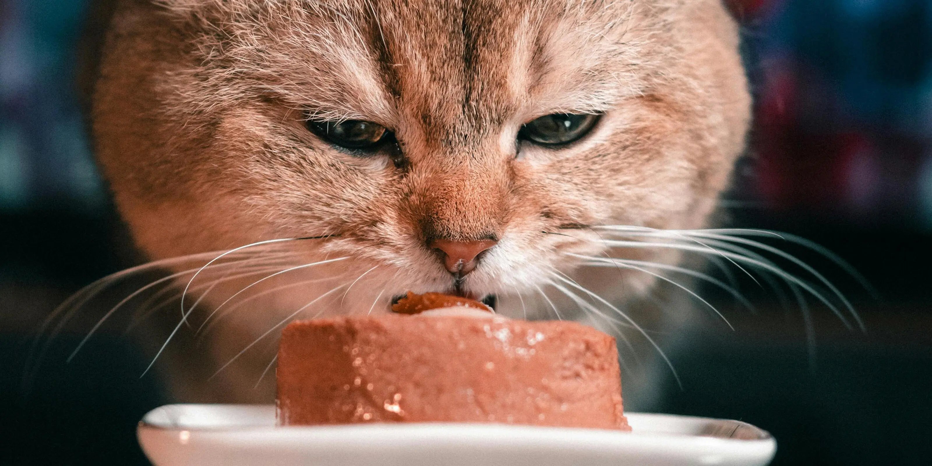 Alimentation Humide