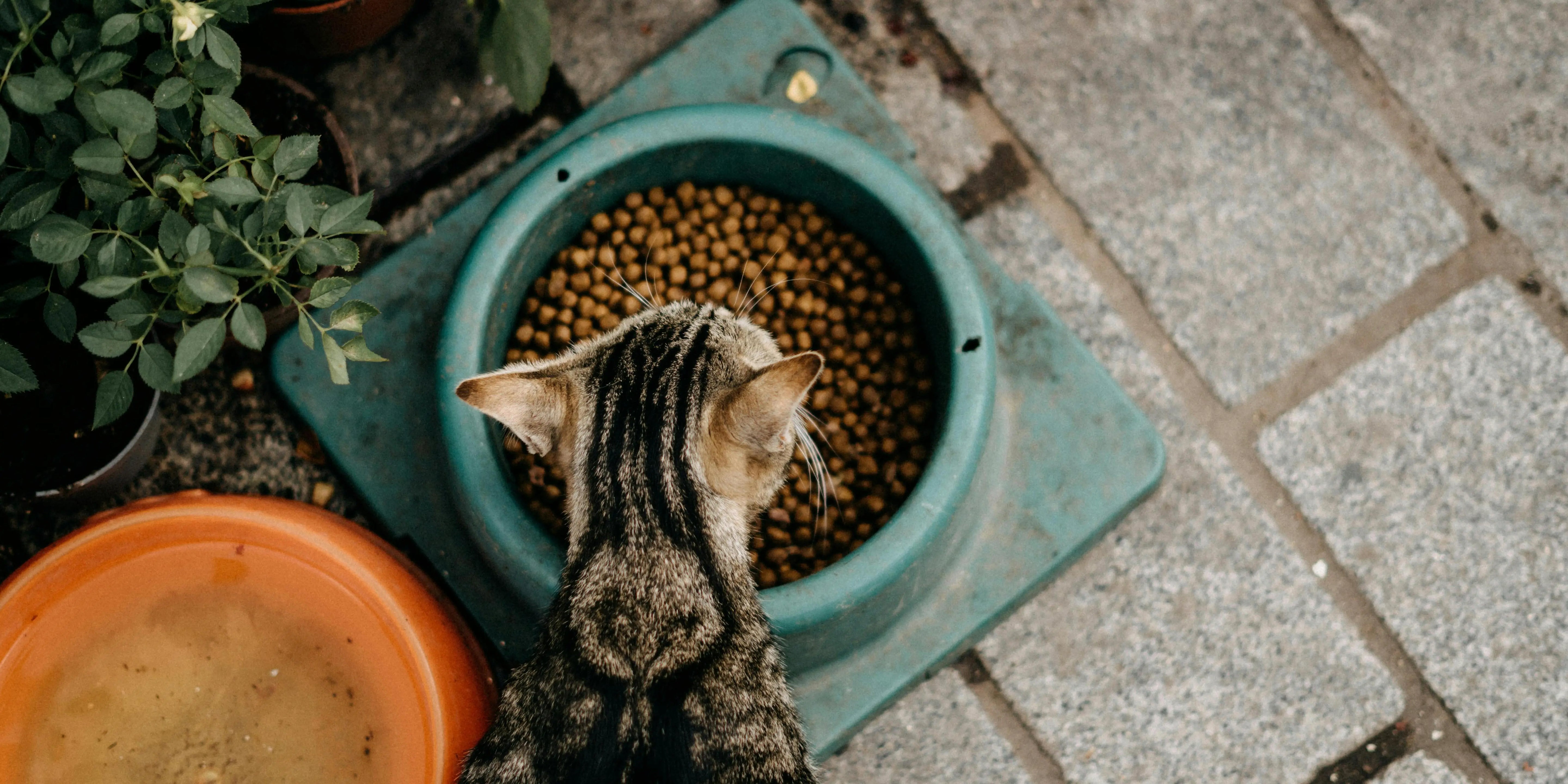 Gamelles pour chats