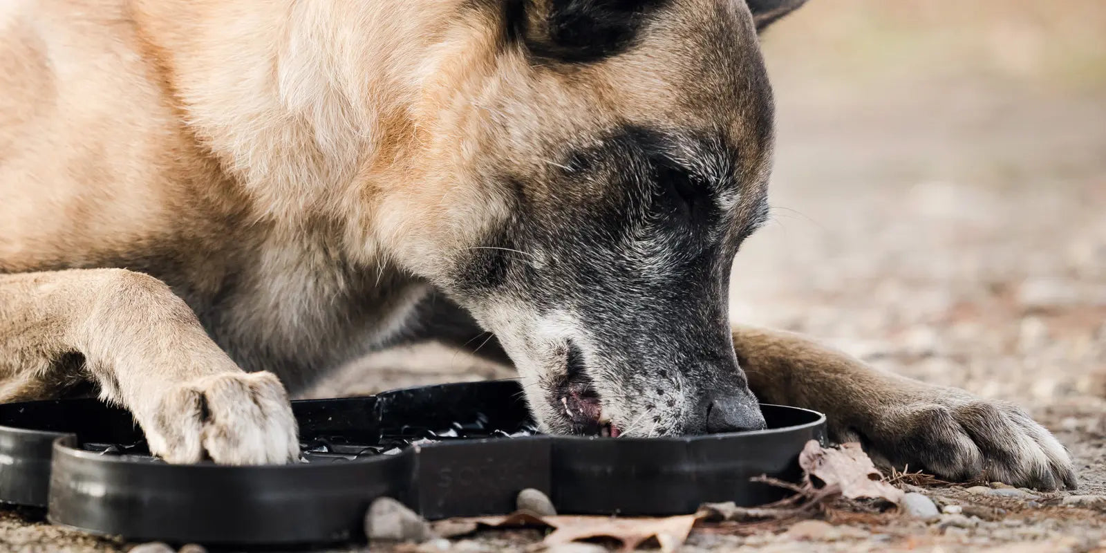 Gamelles pour chiens