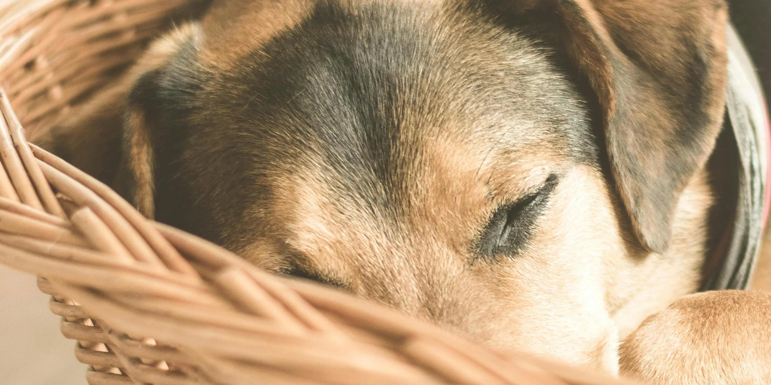Panier et Coussins pour chiens