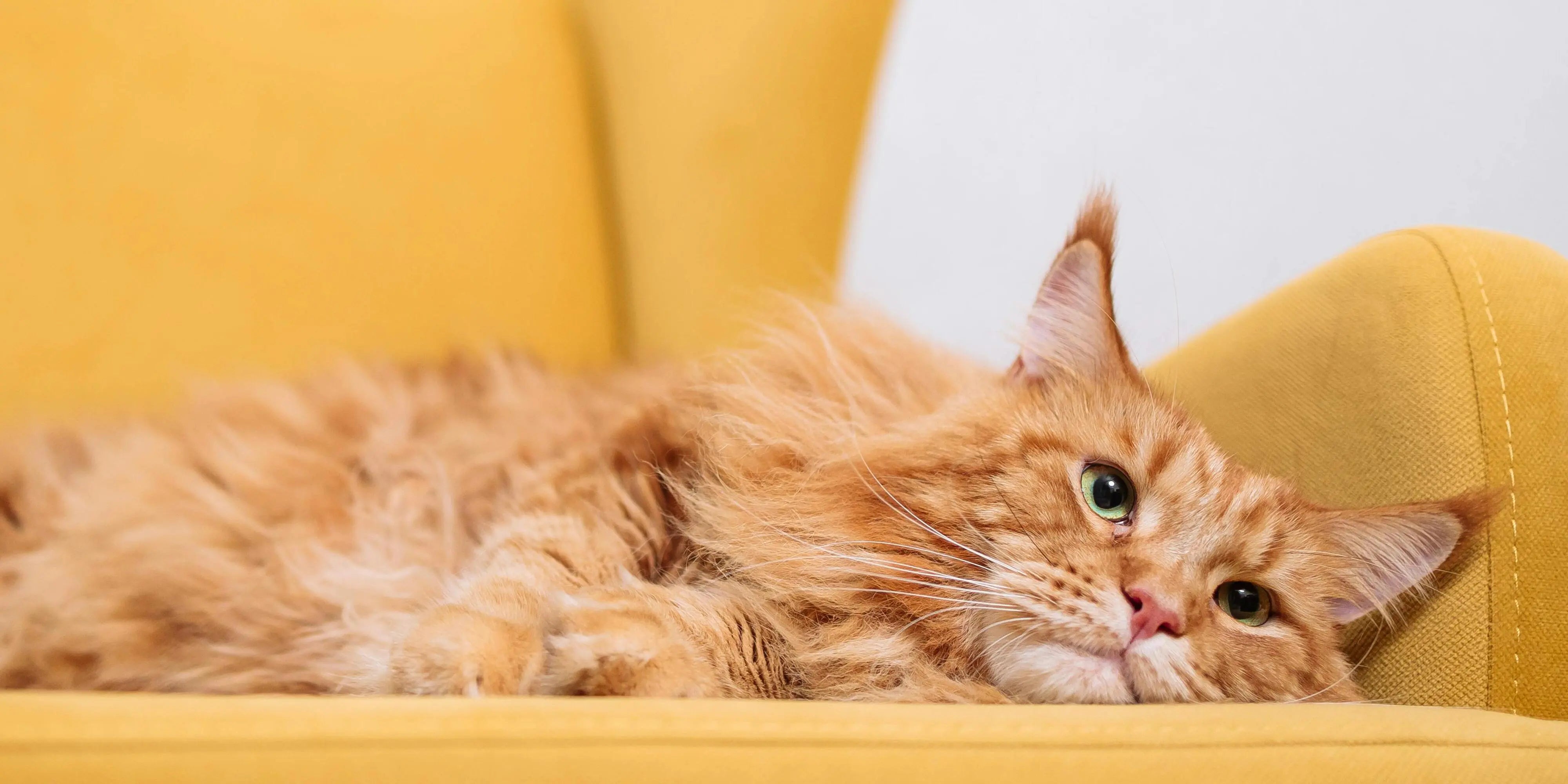 Paniers et Coussins pour chats