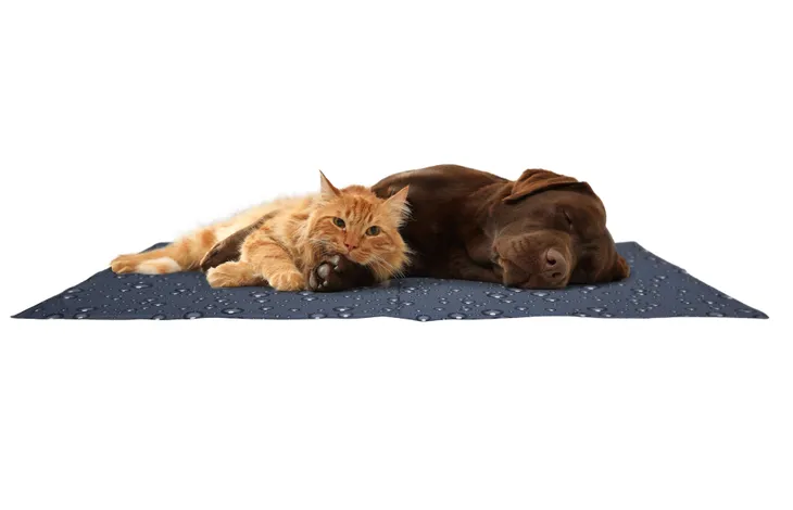 Tapis rafraîchissant pour chiens