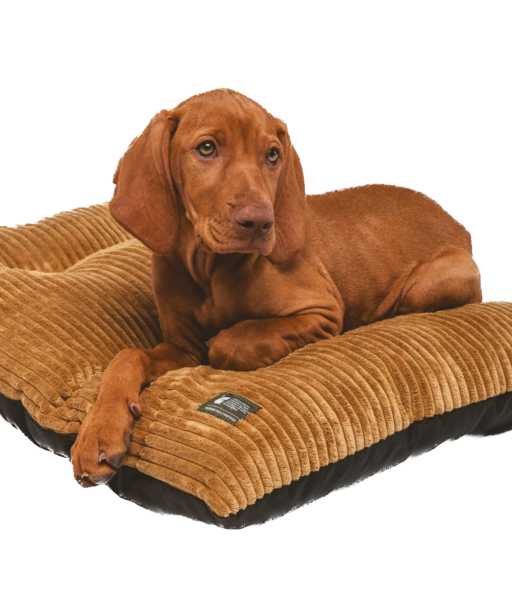 Coussin pour chiens - Velour côtelé moutarde