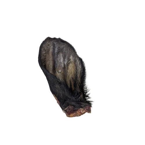 Oreilles de boeuf avec poils