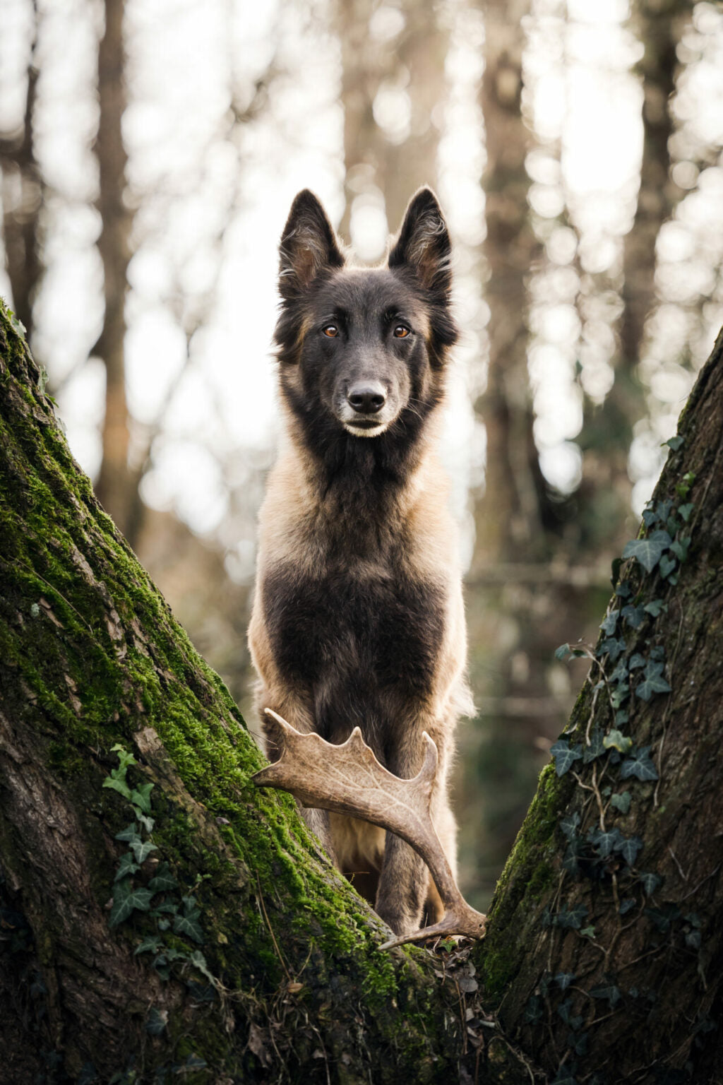 Bois de daim