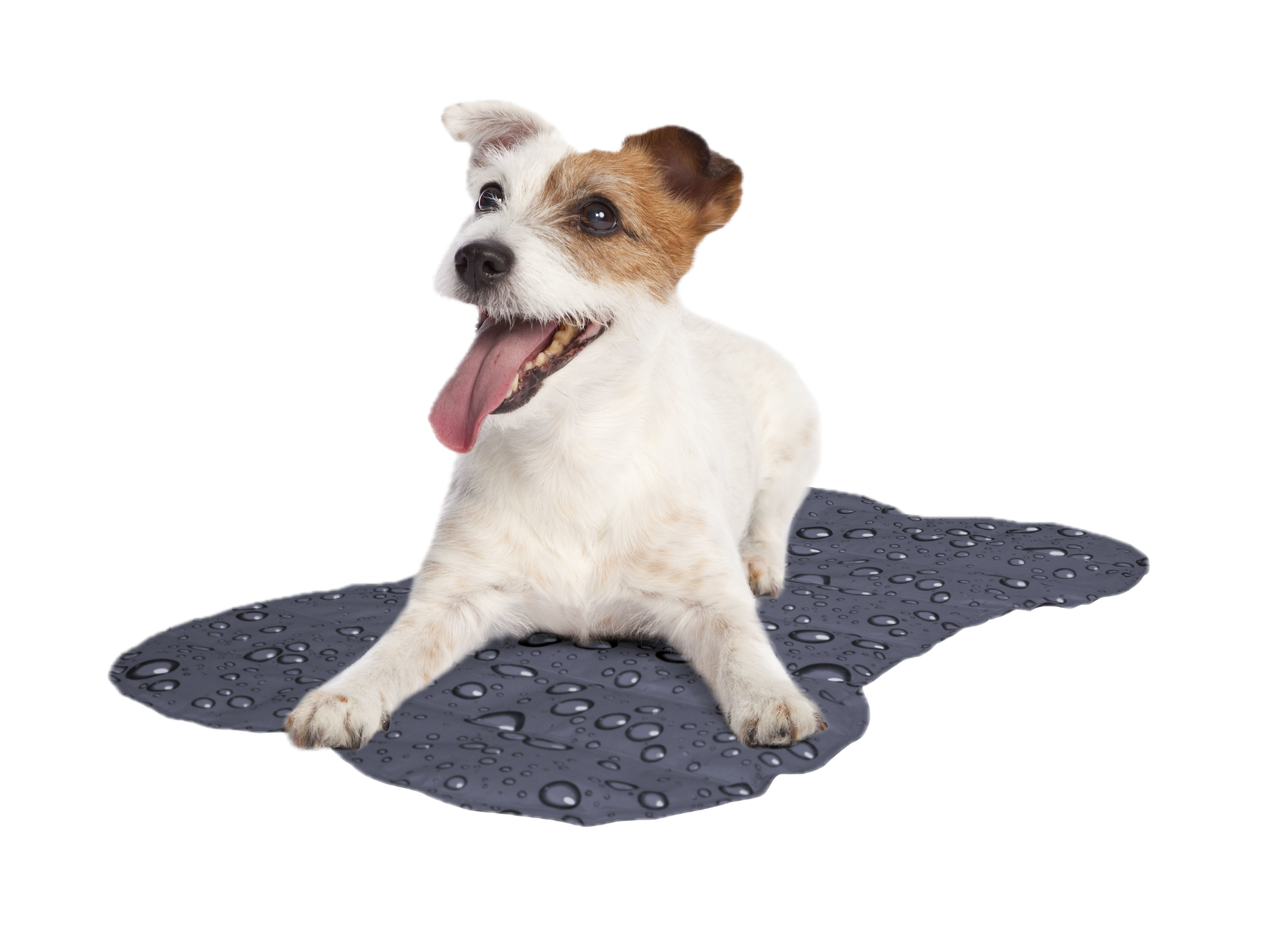 Tapis rafraîchissant pour chien