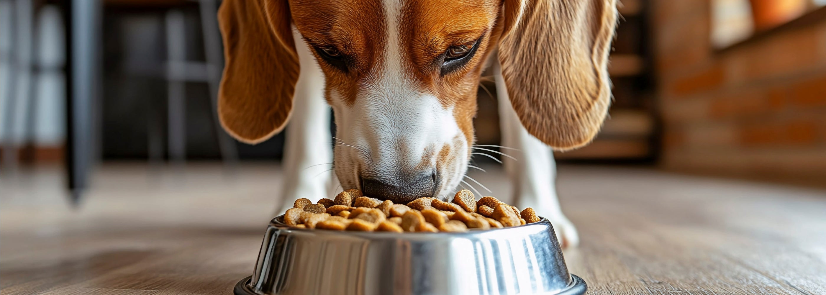 Chien mangeant une gamelle pleine de croquette