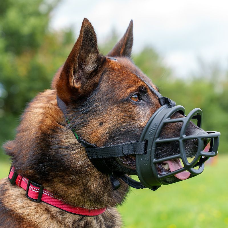 Muselière pour chien Ultra 2.0 portée, de la marque Bakerville, couleur noir