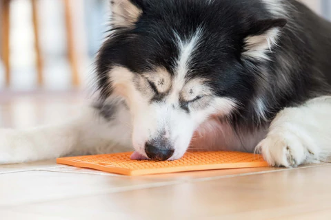 Quel complément alimentaire pour chien contre l'arthrose choisir ?