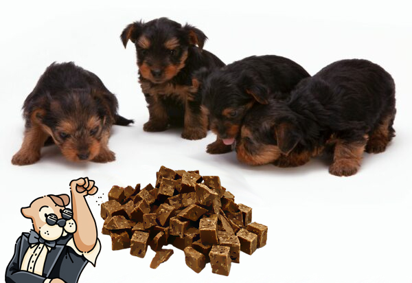 biscuits chiot