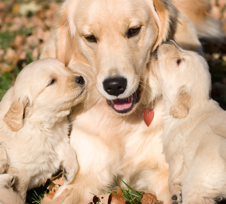 two golden retriever puppies kissing mother